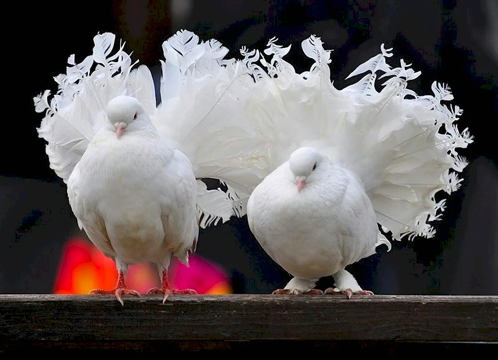 Bohemian cosmopolitan pigeon