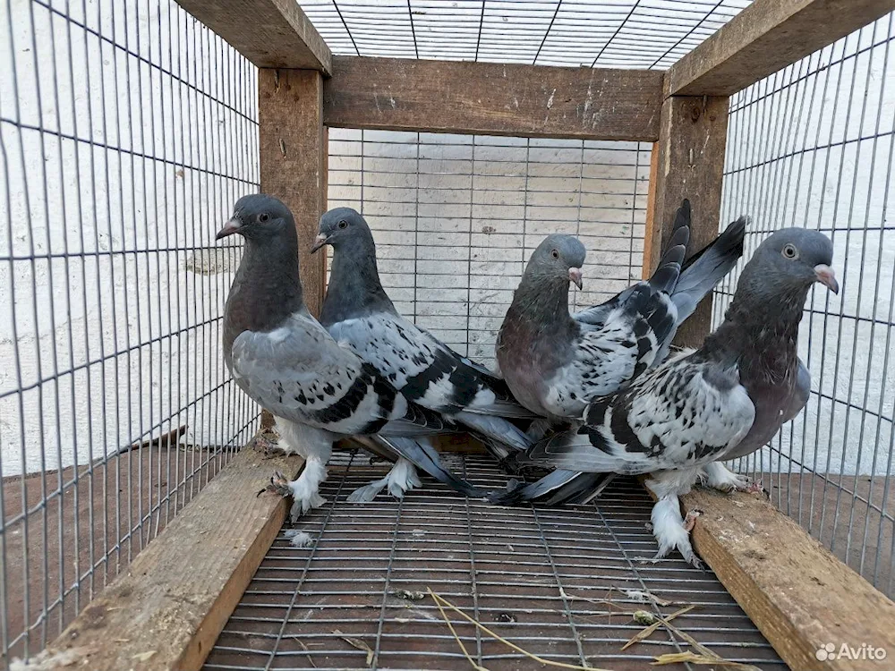 Turkish fighting pigeons Takla