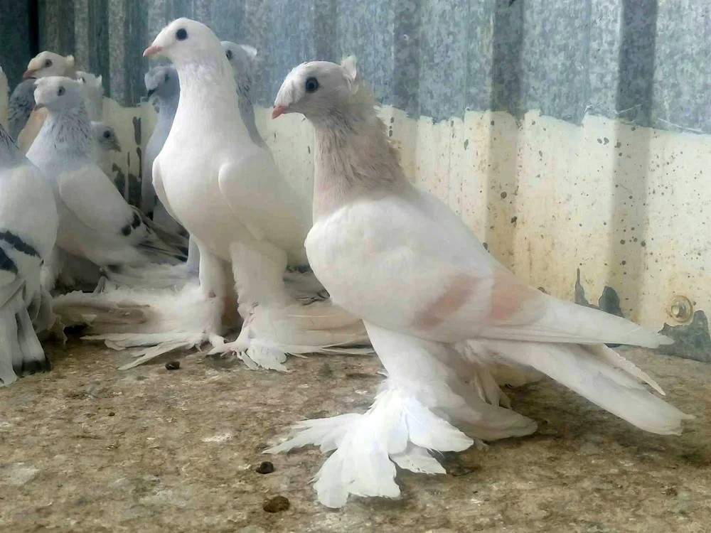 Turkish Sabuni