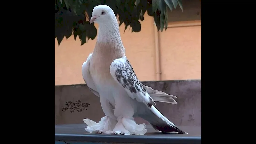 Turkish fighting pigeons Takla