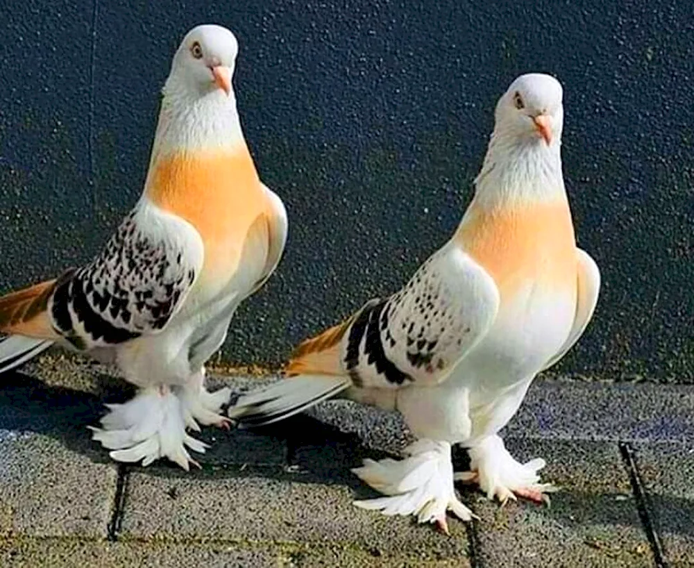 Pakistani high-flying pigeons
