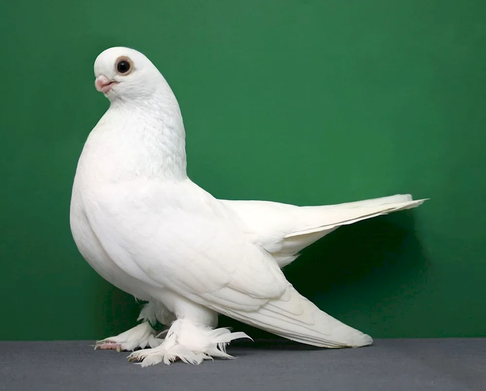 Peacock Peacock trumpet pigeons