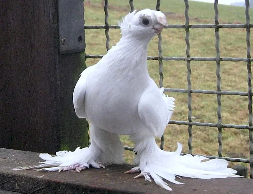 Blagodarnensky fighting pigeons