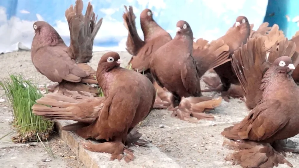 Stately Rostov pigeons