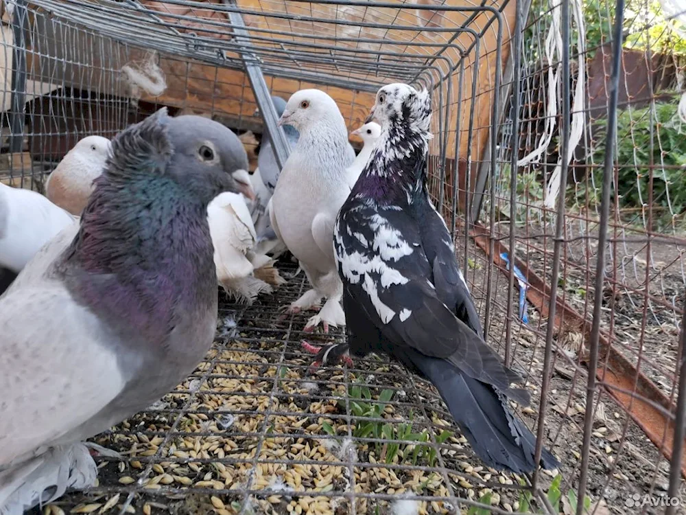 Turkish pigeons Takla Sabuni