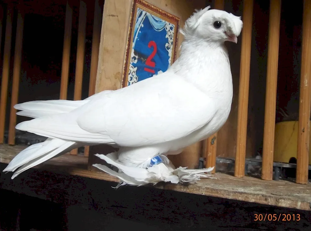 Crimean chubby pigeons