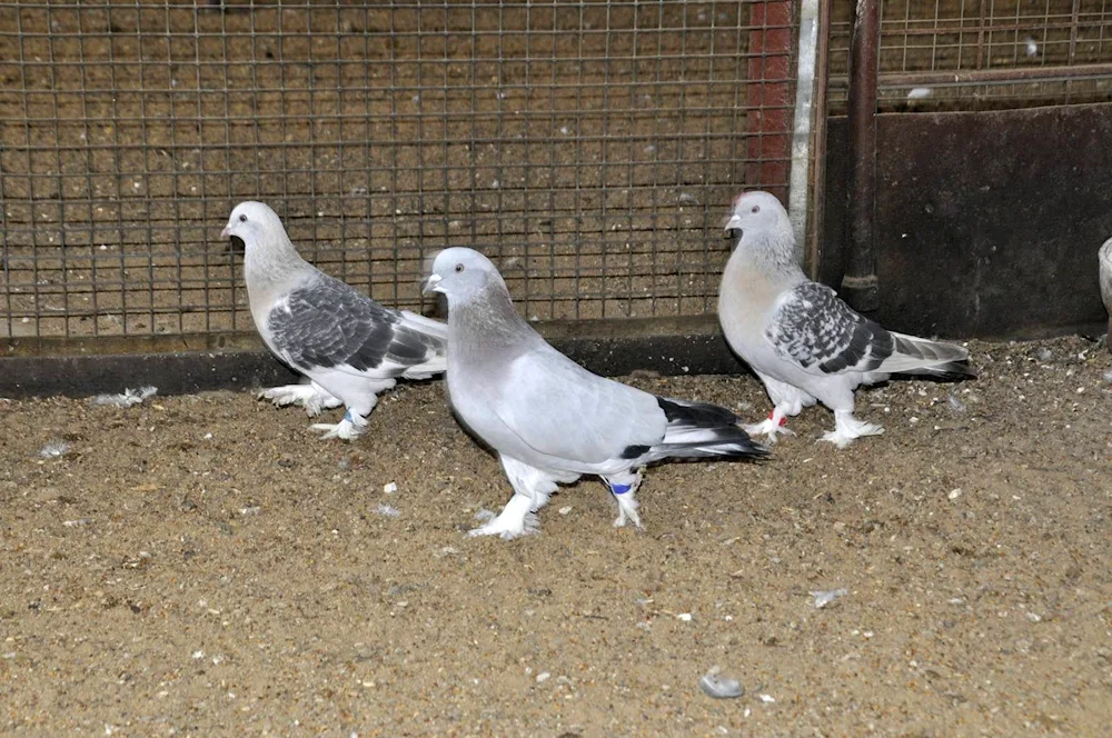 Turkish Takla