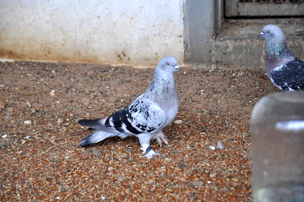 Turkish Takla