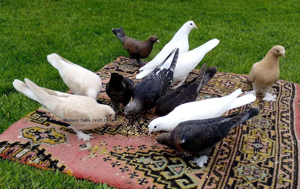 Turkish Takla