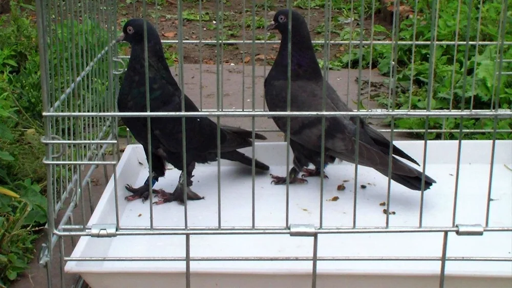 Turkish pigeons Takla
