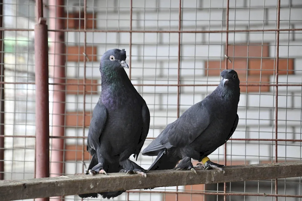 Turkish pigeons Takla. Adana