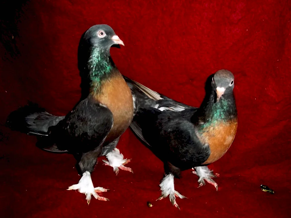 Turkish Takla breed.