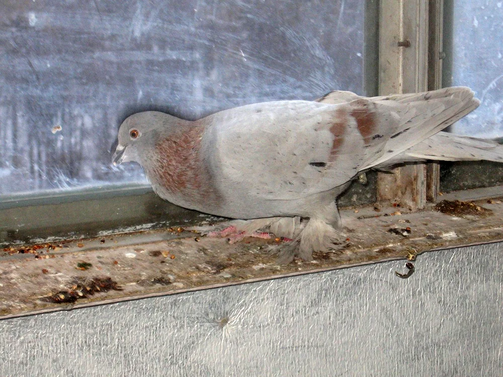 Turkish pigeons Takla