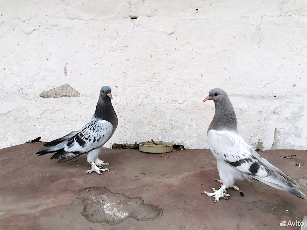 Turkish pigeons Takla