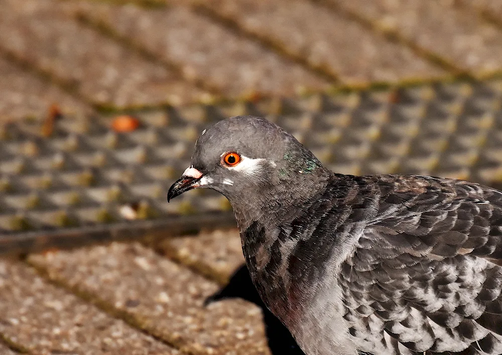 Eating pigeons