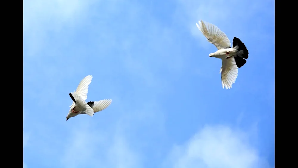 Doves in the sky