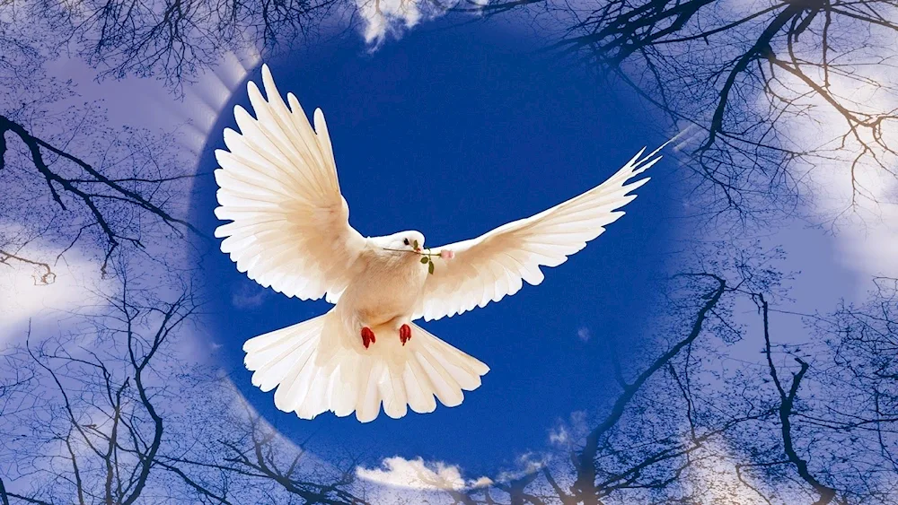 Doves in the sky