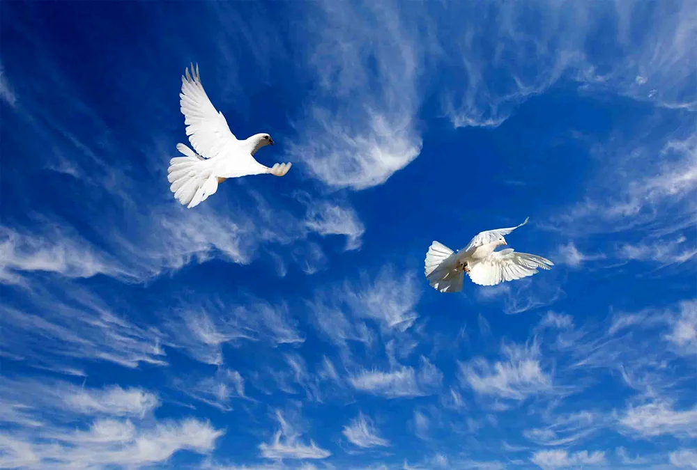 Doves in the sky