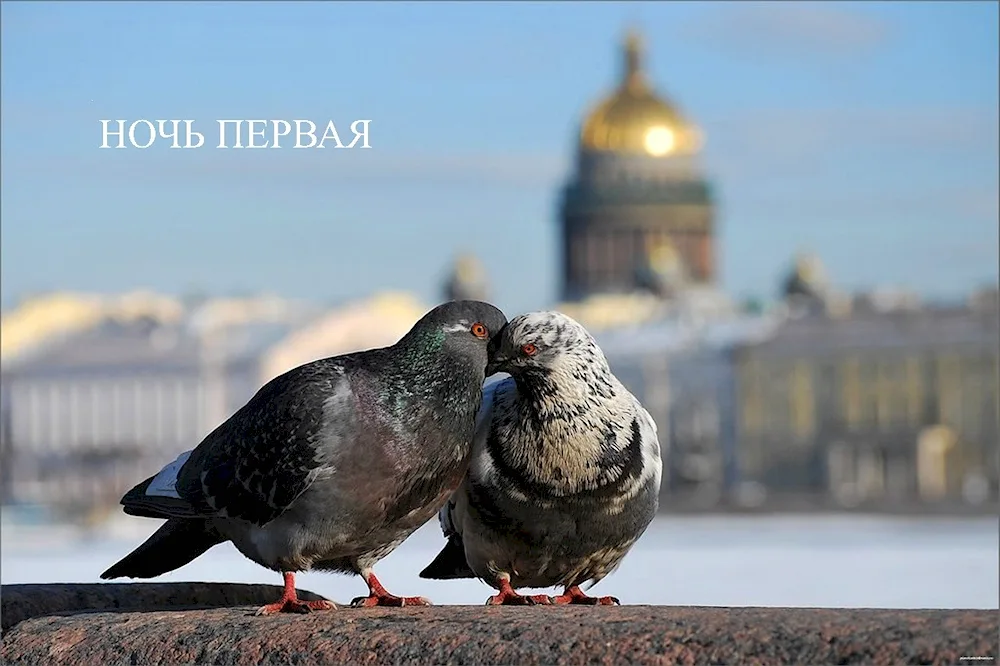 Big Gulls in St. Petersburg. St. Petersburg