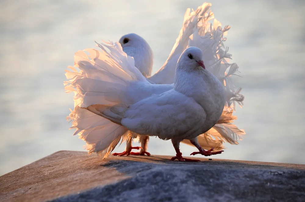 Pigeons cooing