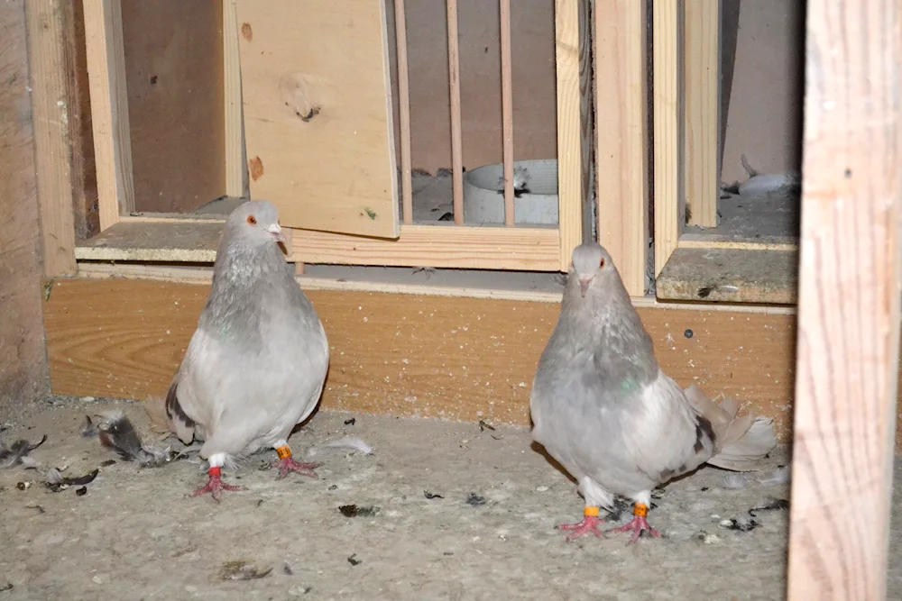 High-flying pigeons of the Nikolayev breed