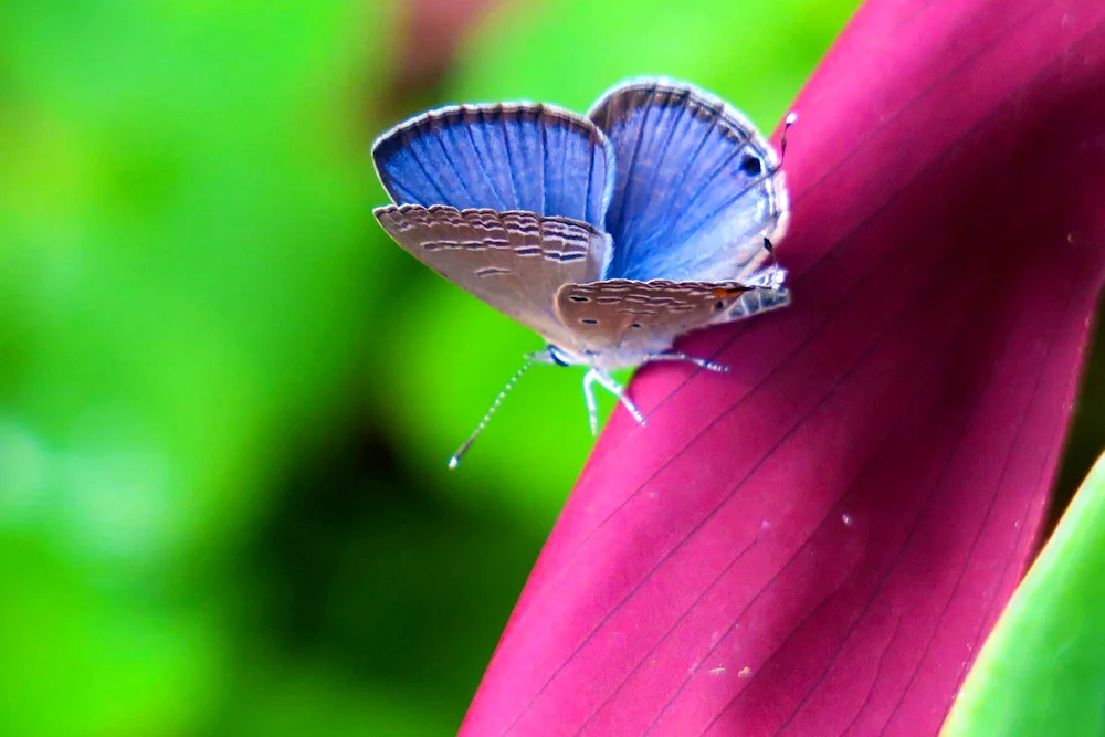 Violet butterfly