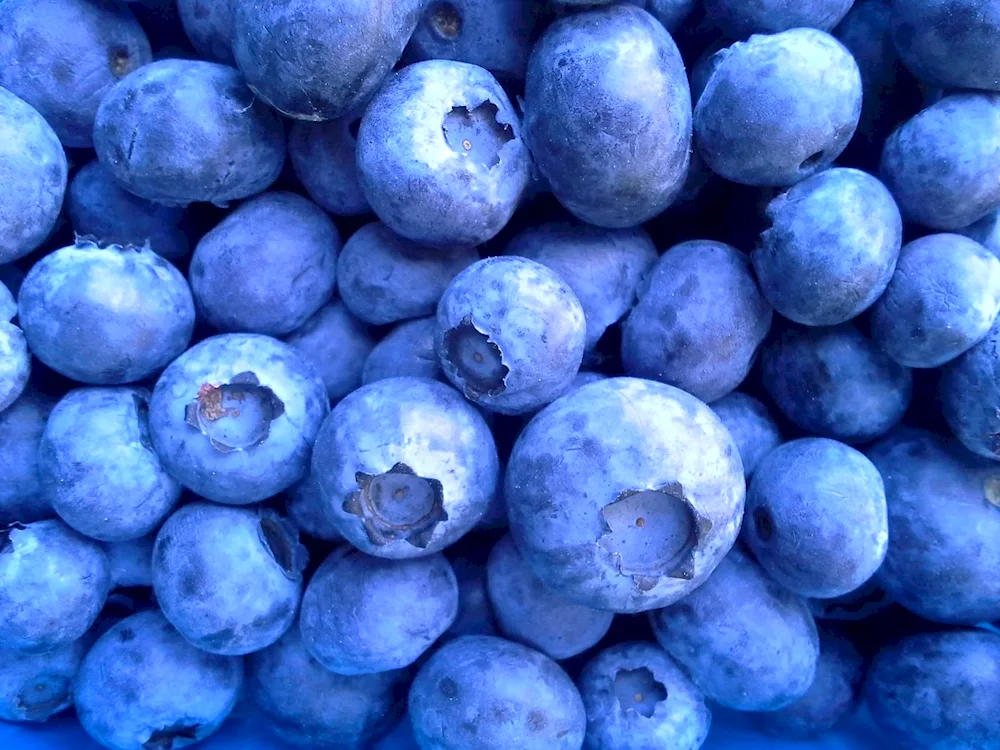 Blueberry blueberries