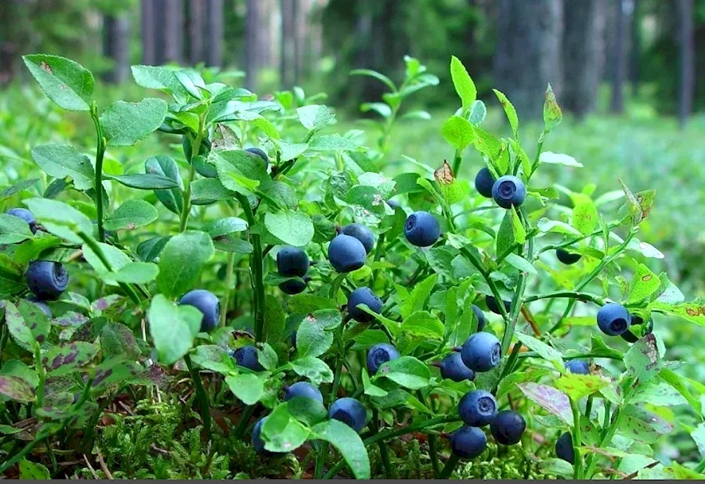 Blueberries forest blueberries