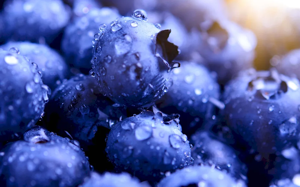 Blueberries in the dew