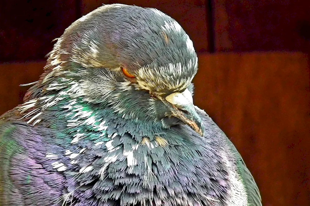 King pigeon