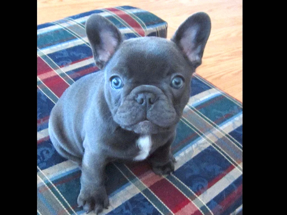 Blue Spaniel French Bulldog