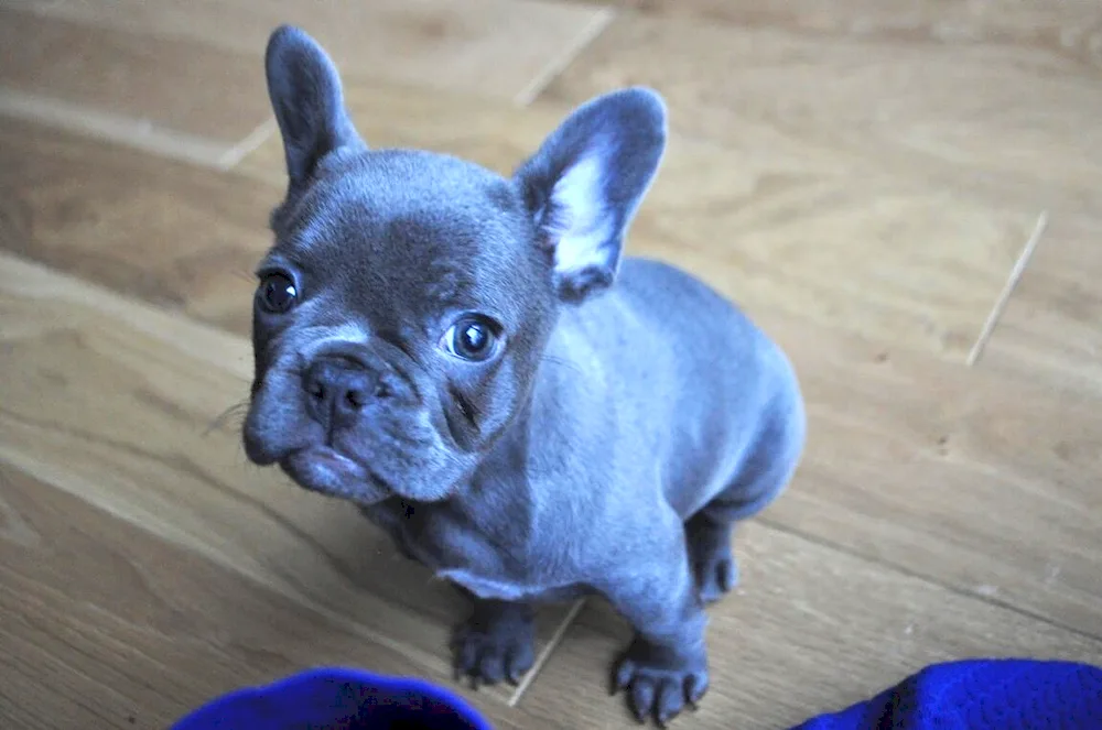 French Bulldog