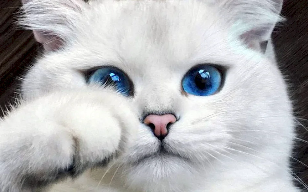 White cat with blue eyes