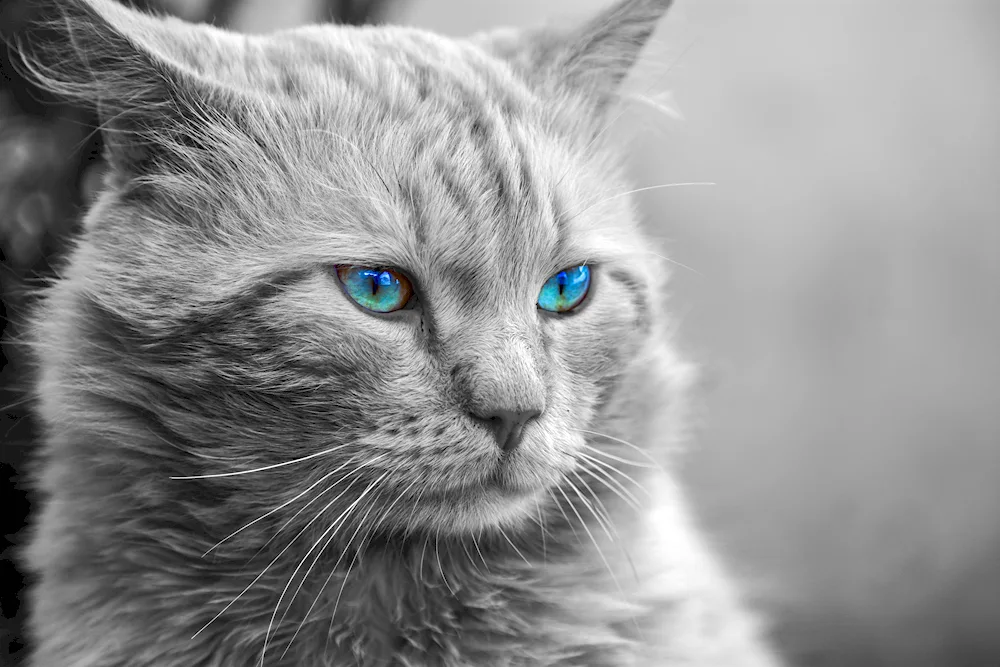 Blue-eyed Maine Coon cat