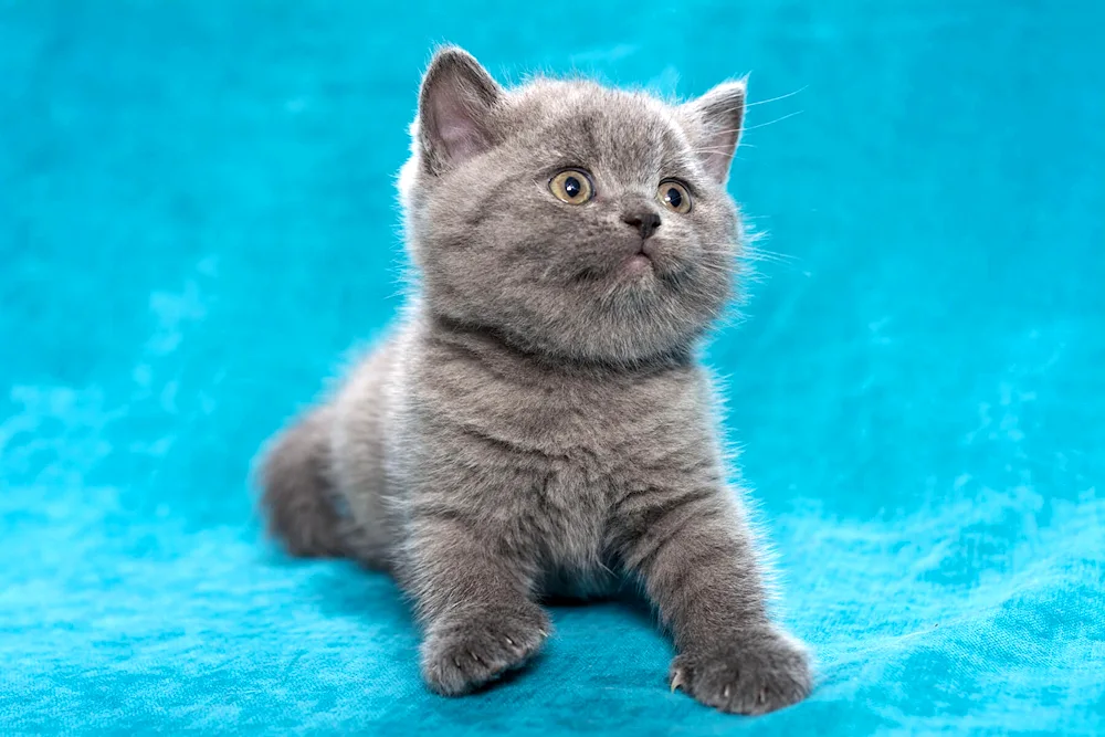 Blue British cat kitten