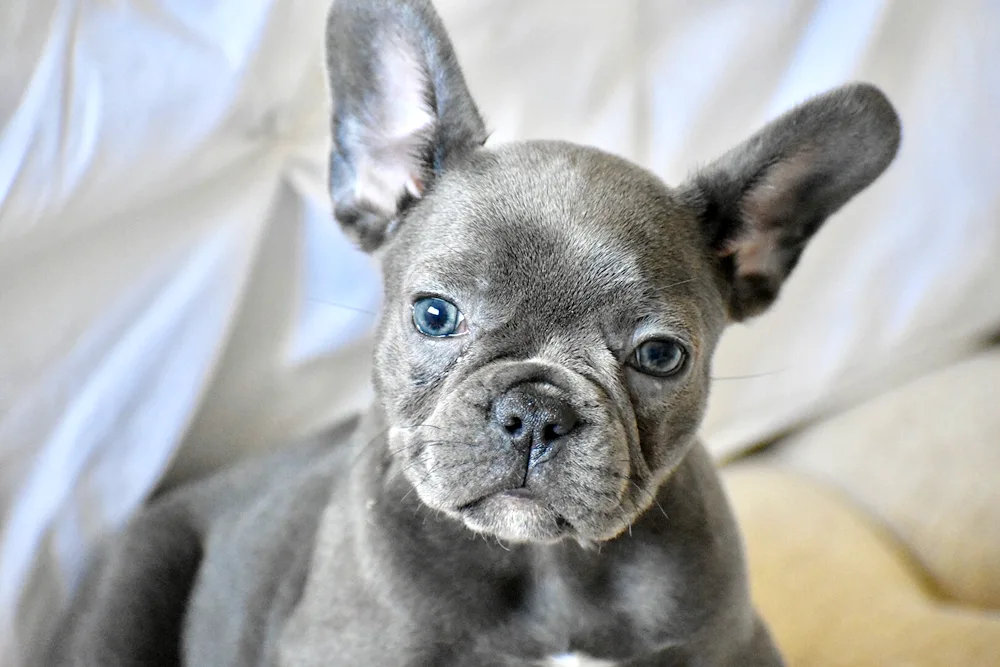 Blue Faun French Bulldog