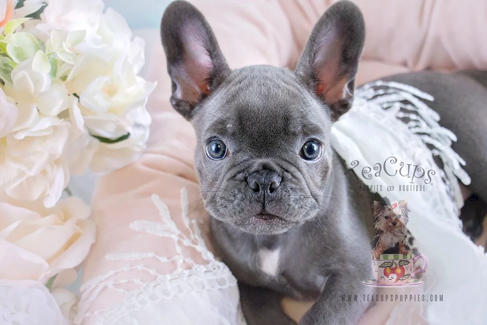 Dog French Bulldog