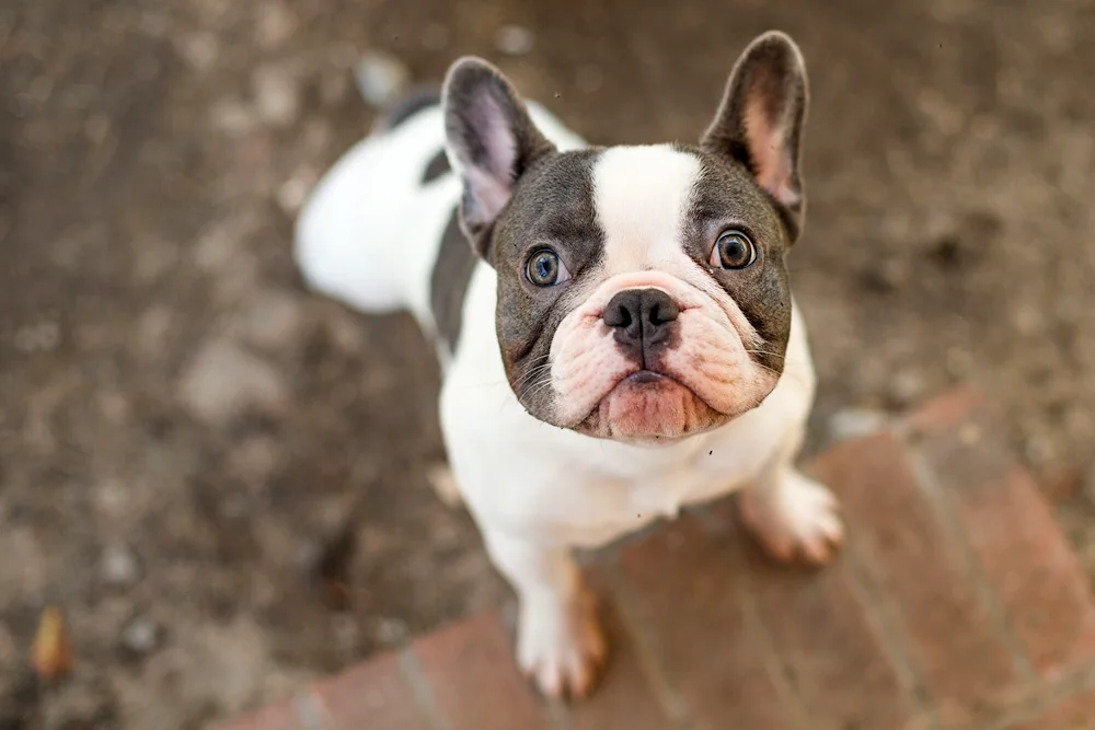 Blue French Bulldog