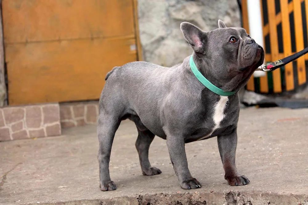 French Bulldog Albino