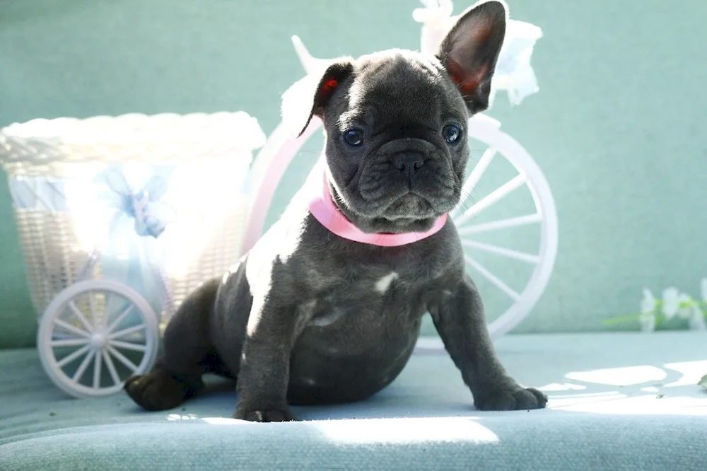 French Bulldog with bought ears