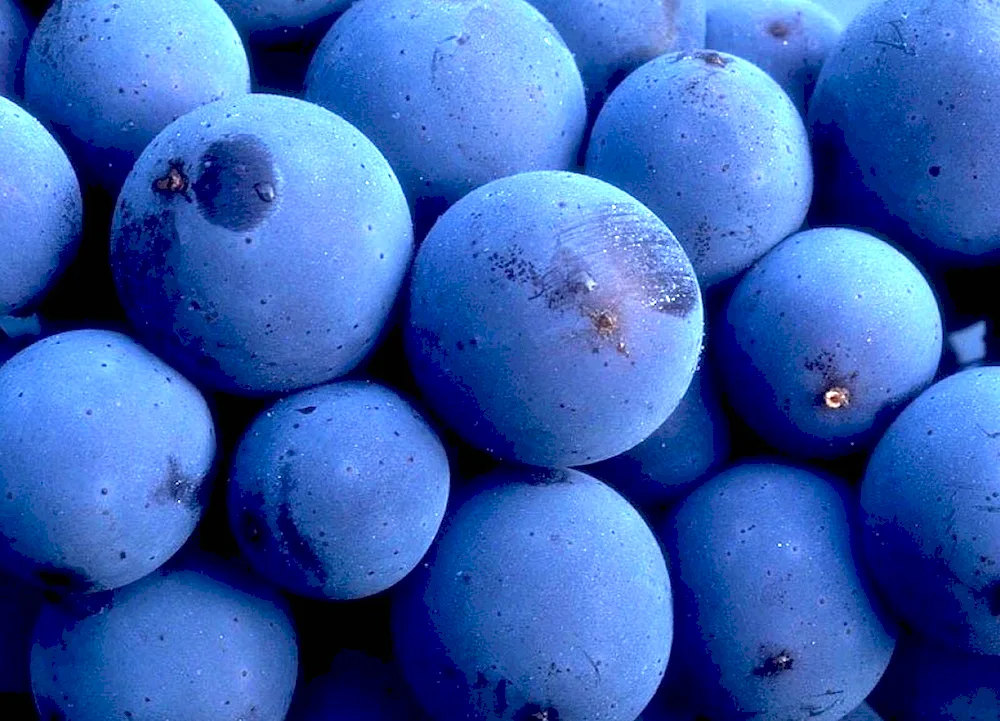 Blue coloured fruits