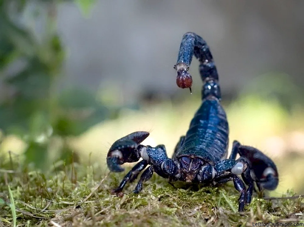 Scorpion Heterometrus cyaneus