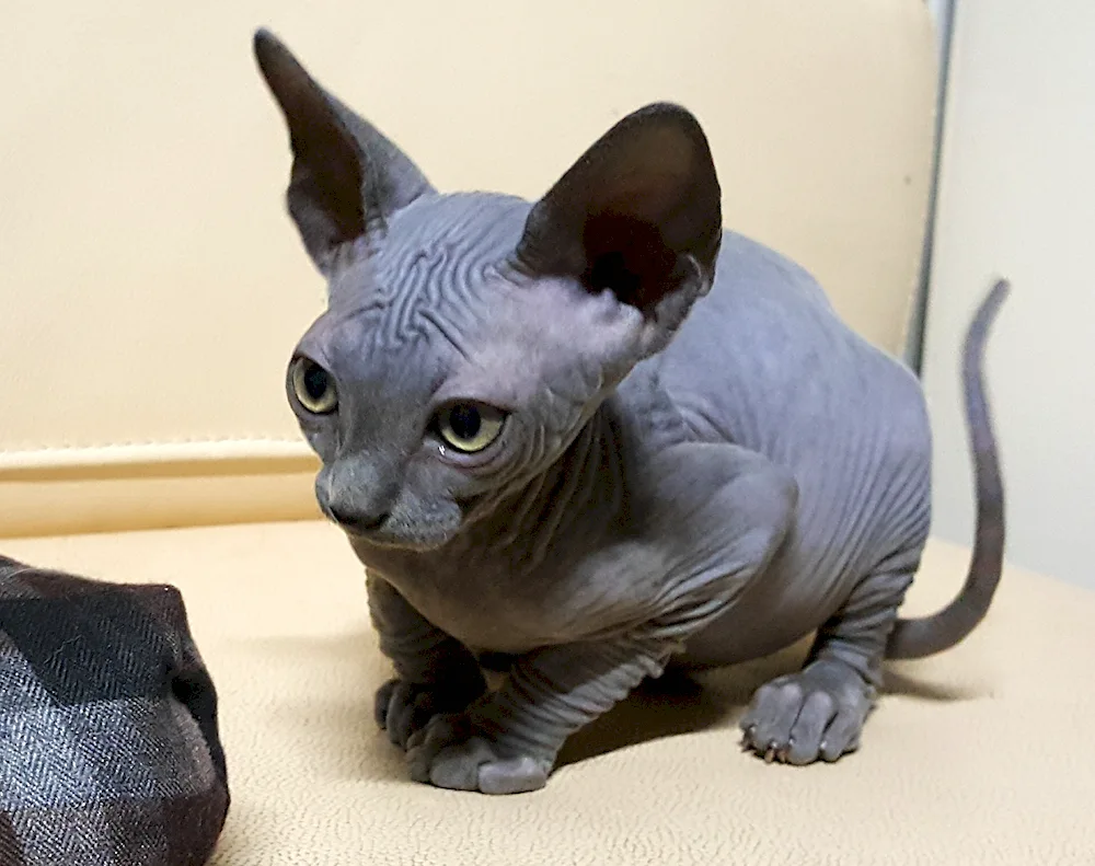 Canadian sphynx blue Sphynx