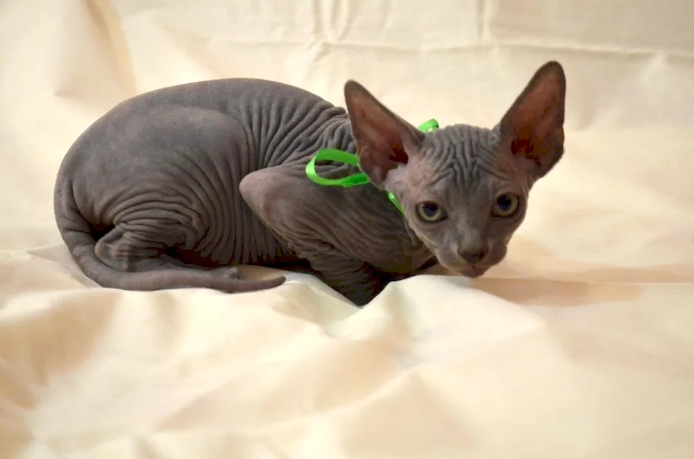 Canadian Sphynx blue