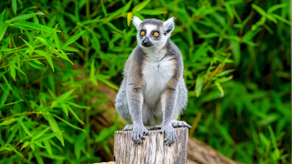 Blue lemur