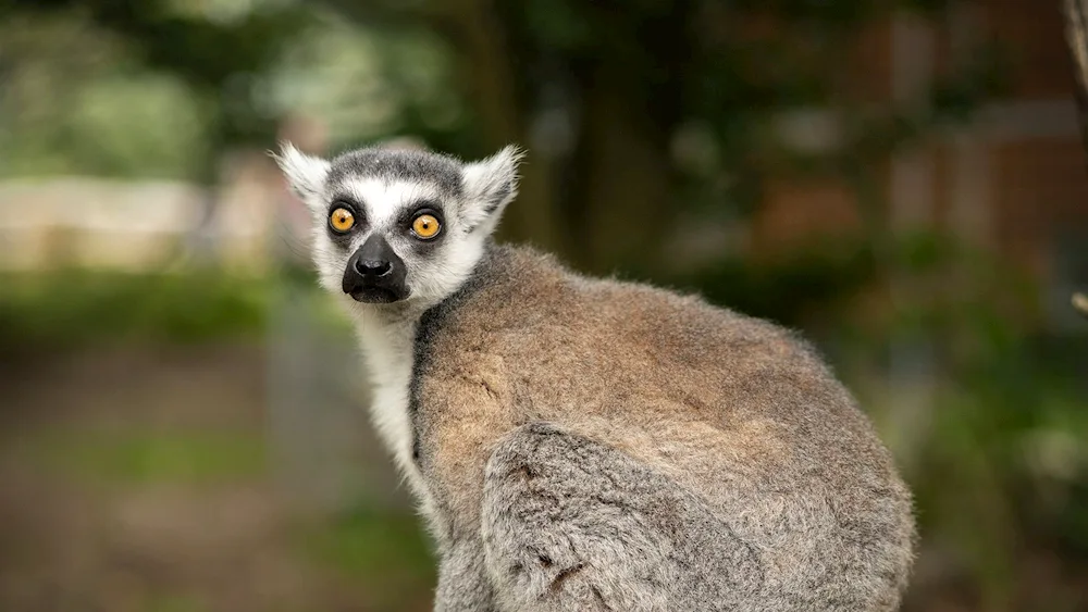 Blue lemur