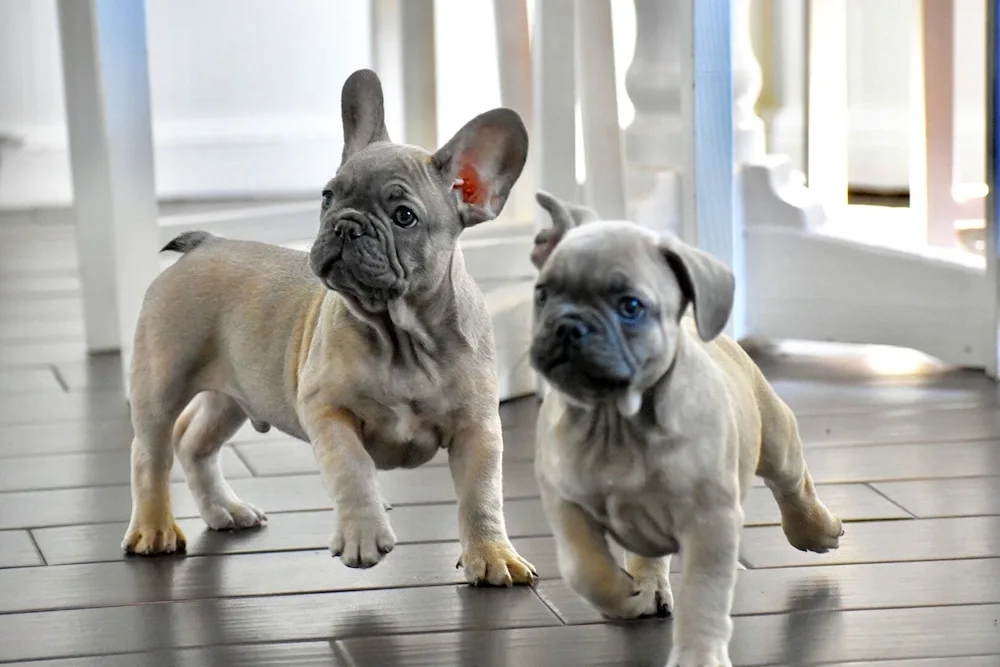 French Bulldog Dog French Bulldog