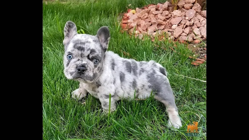 Blue Merle Bulldog