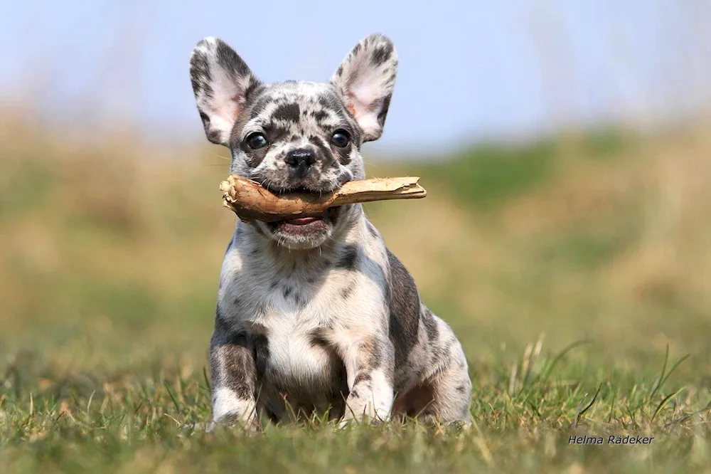 Nickname for a French Bulldog boy. tiger colour