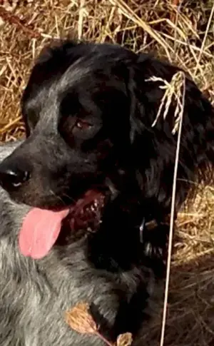 Blue Picardy spaniel